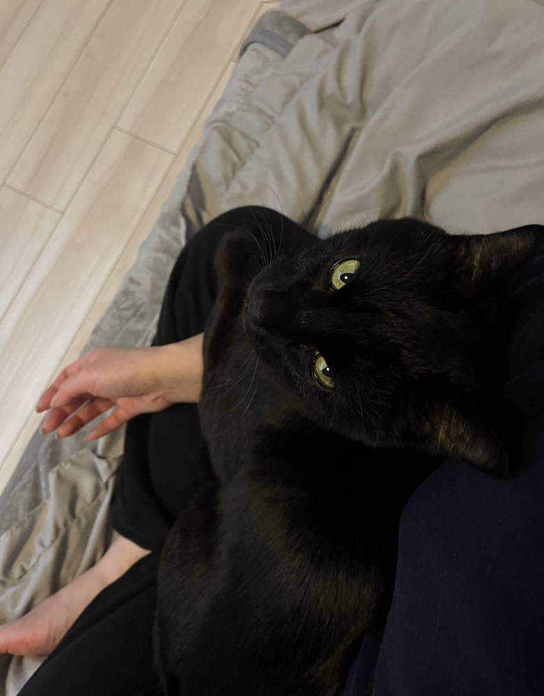 膝に乗る猫