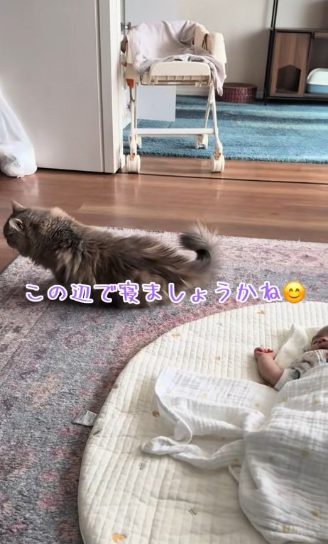 寝ている赤ちゃんのそばに座る猫