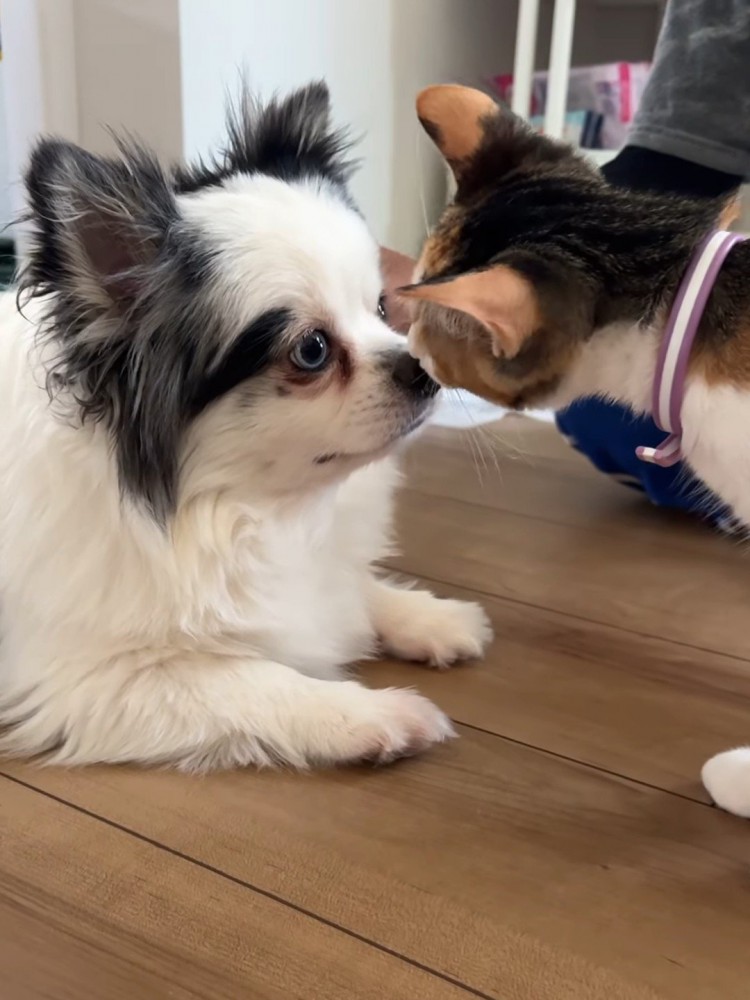 鼻と鼻をくっつける猫と犬