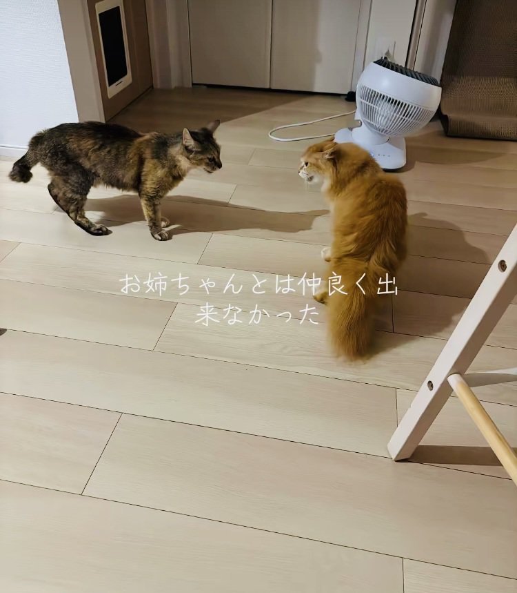 ケンカするキジトラ猫と茶猫