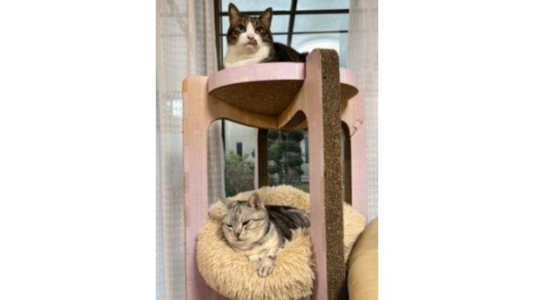 キャットタワーにいる猫たち