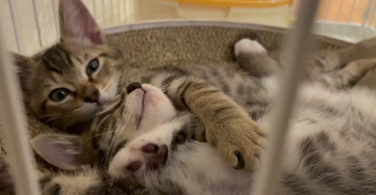 くっついて寝転ぶ2匹の子猫