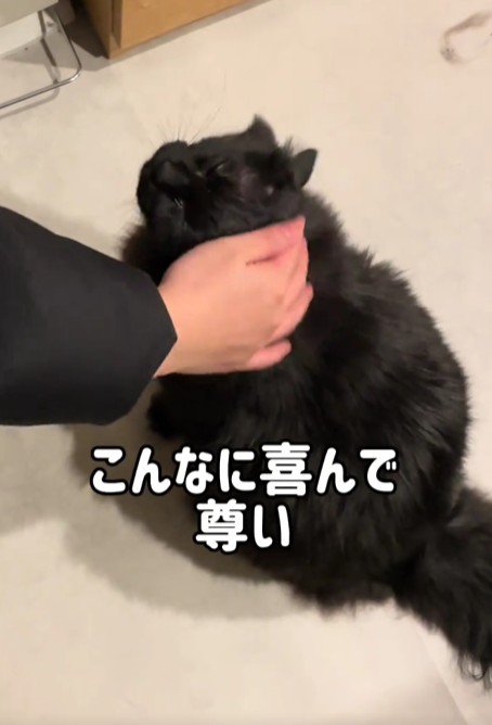 なでられる黒猫
