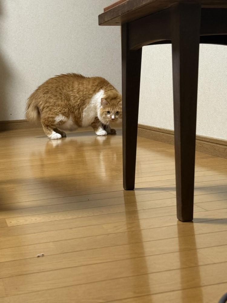 部屋の奥にいる猫