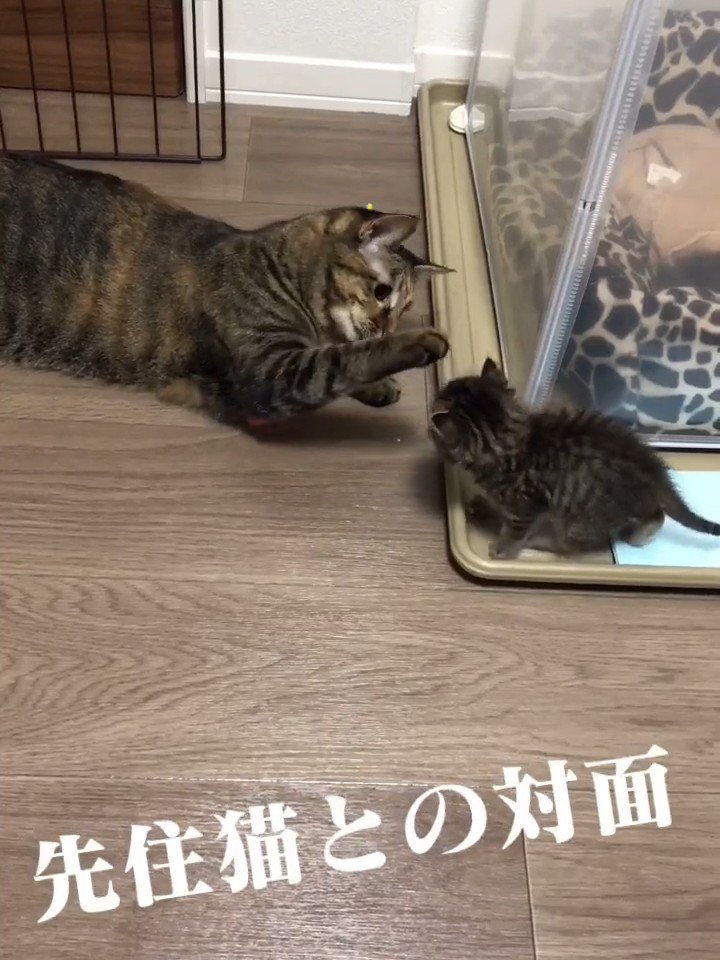 子猫に前足を伸ばす成猫