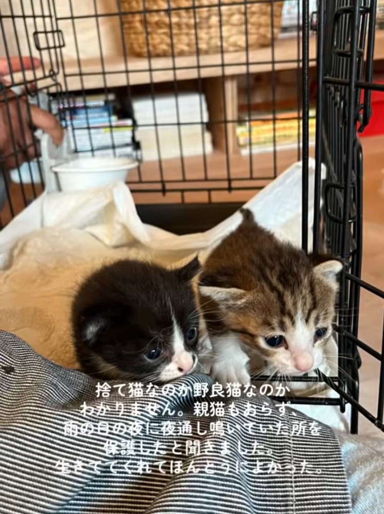 お家にきた赤ちゃん猫たち