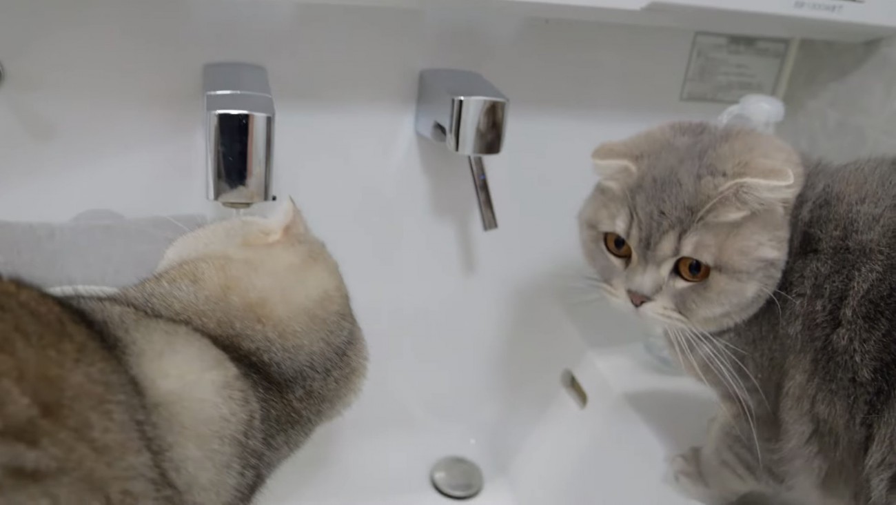 水に頭を近づける猫の写真