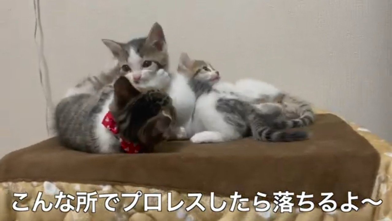 こんな所で(3匹)