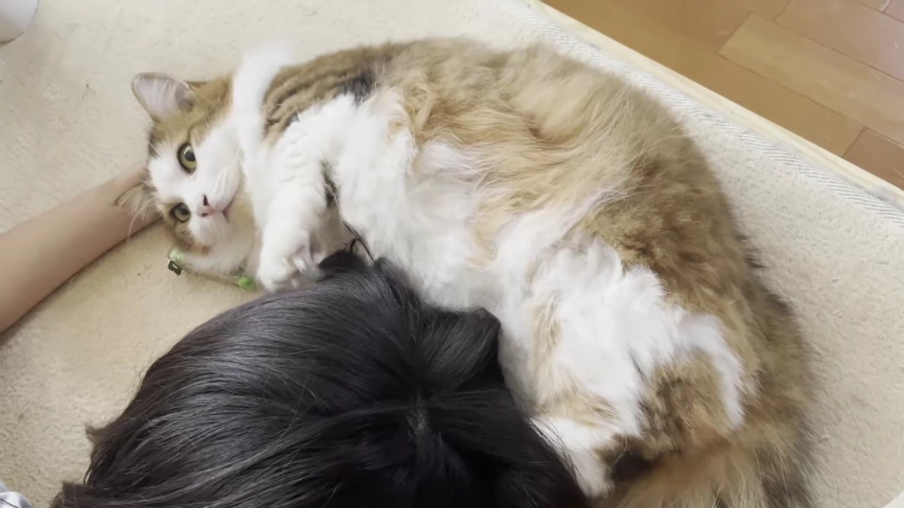 寝ころんだ長毛猫