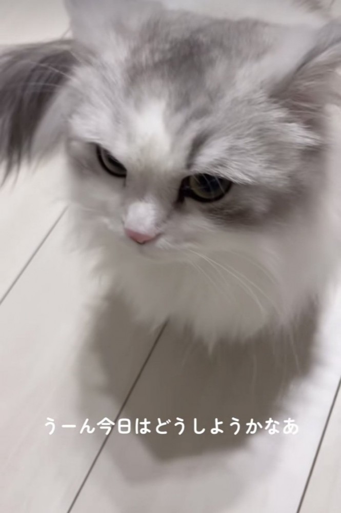 ママを止める方法を考えるミヌエット