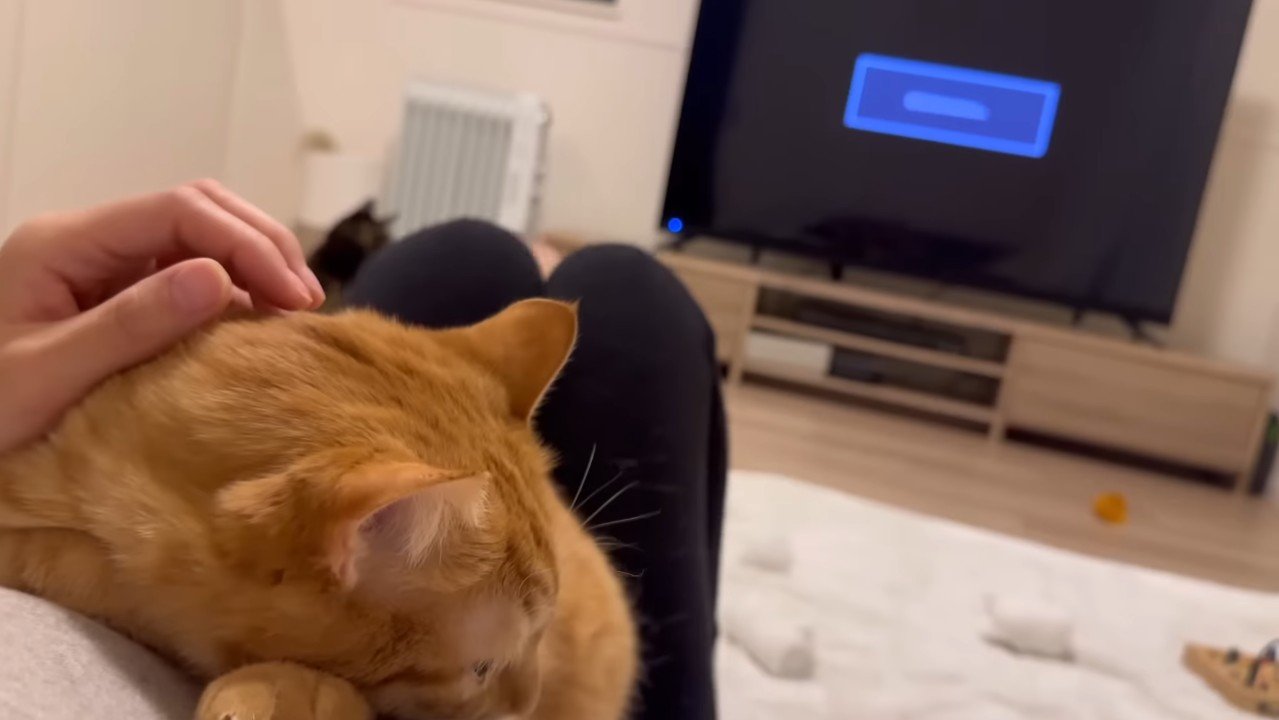 膝の上に乗るとらまるくん