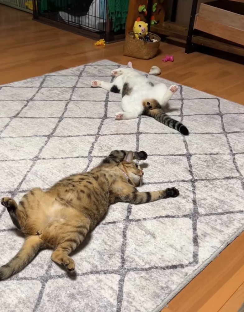 居間でくつろぐ2匹の猫