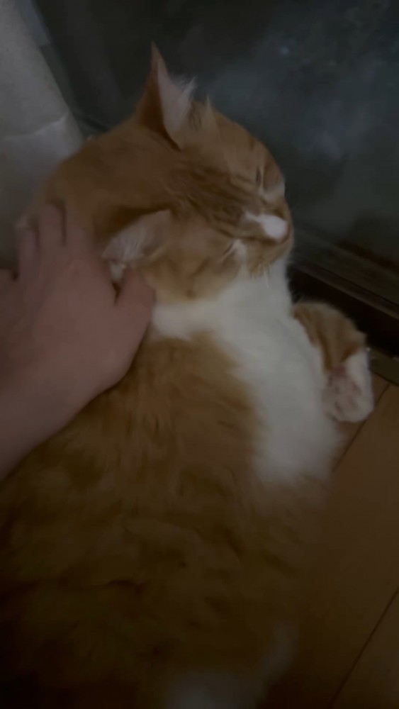 首をなでられる猫