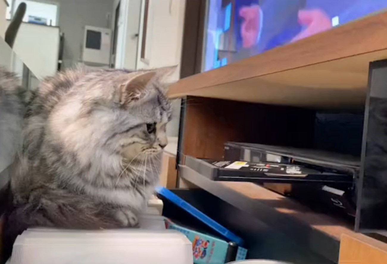 レコーダーを見つめる猫