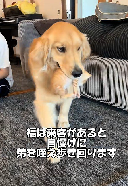 子猫を運ぶ犬