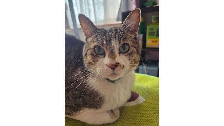室内にいる猫