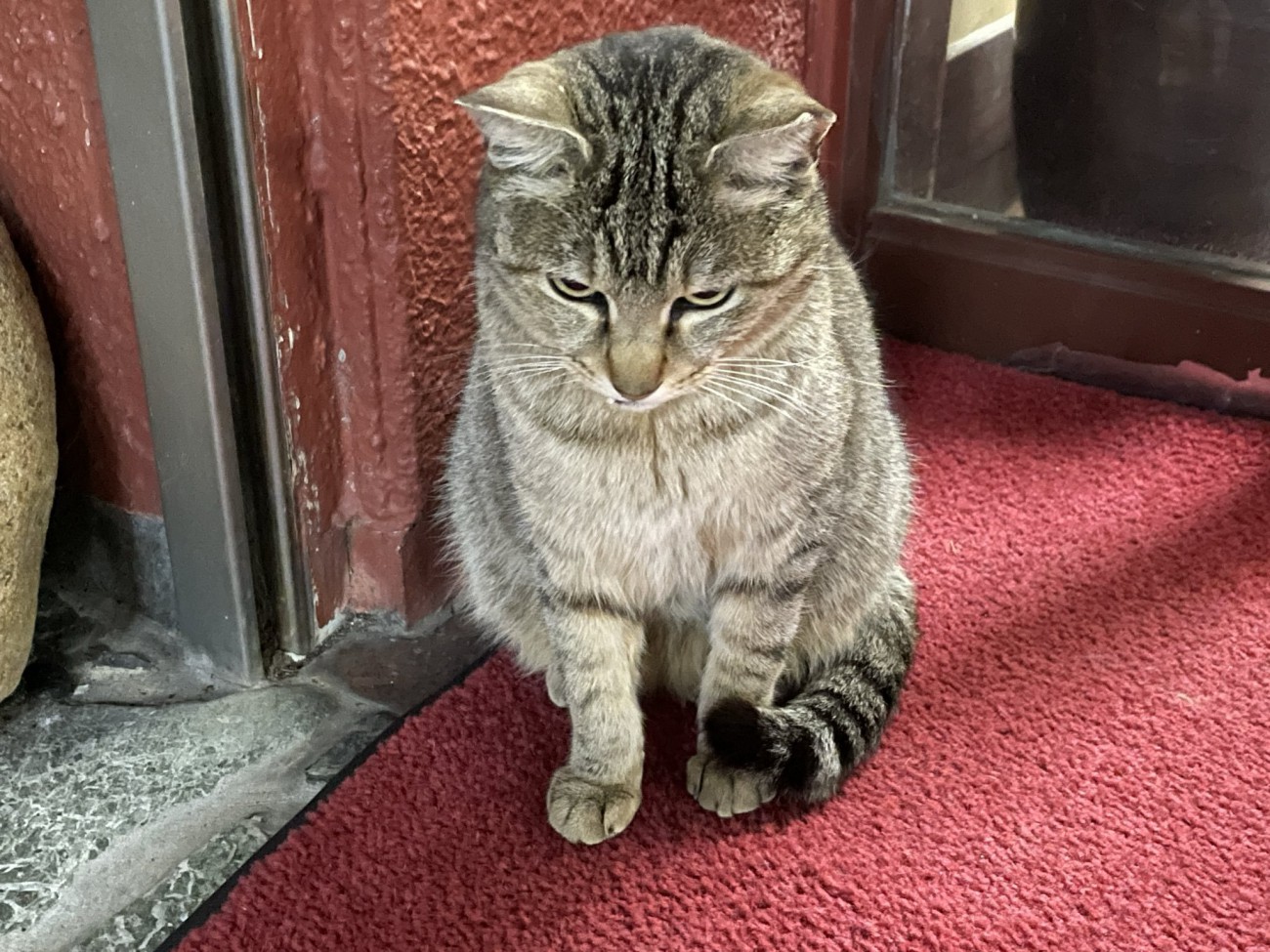 頼もしい顔のチコちゃん