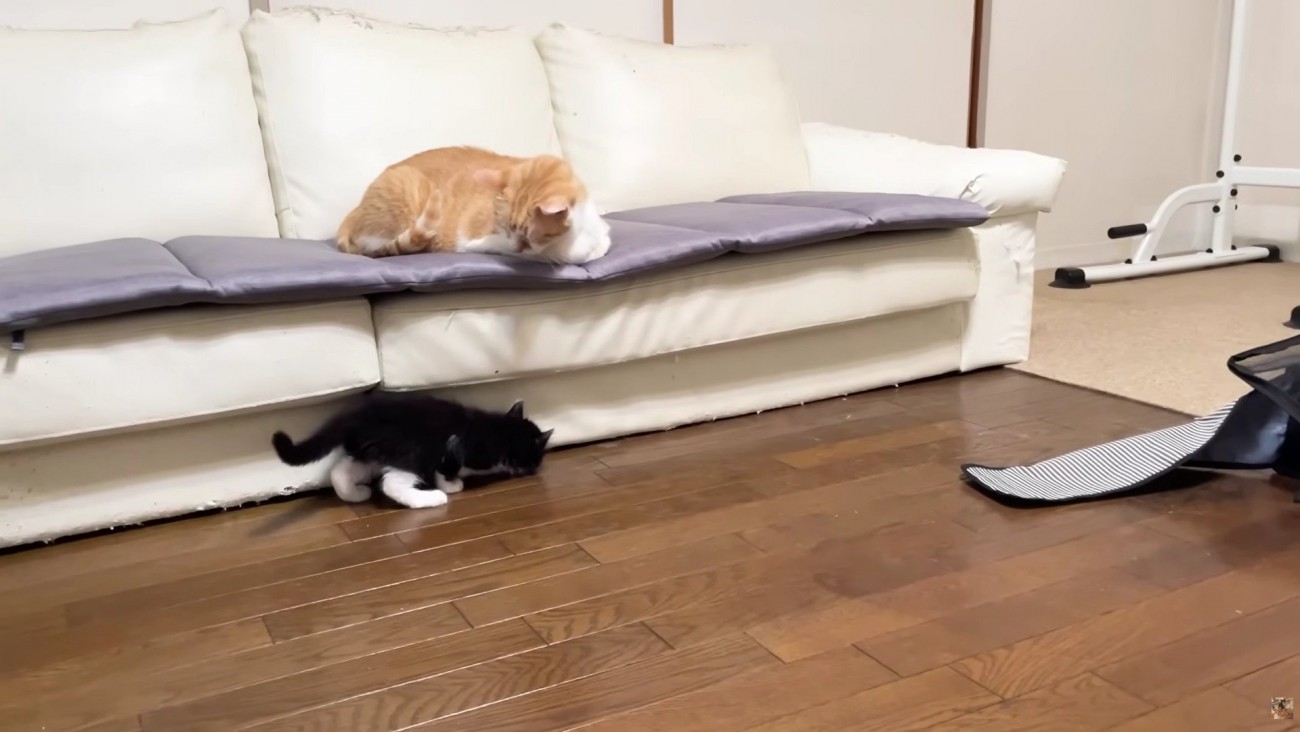 ソファに座る成猫とソファの下で遊ぶ子猫