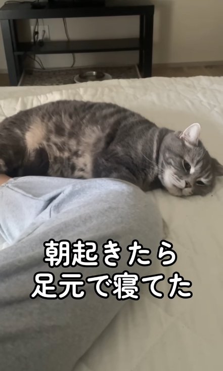 飼い主の足元で寝ている猫