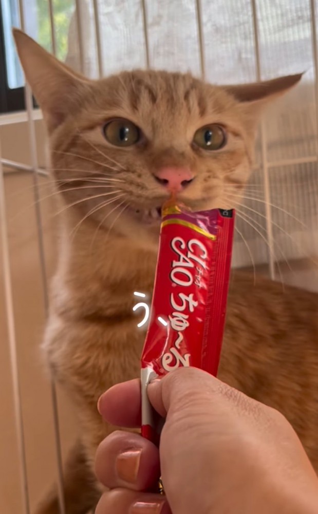 口元におやつを当てる