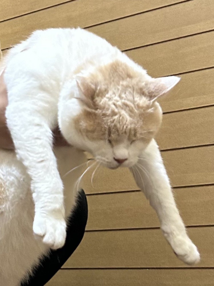 目を瞑って脱力する猫