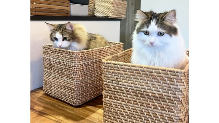 バスケットに入っている猫たち