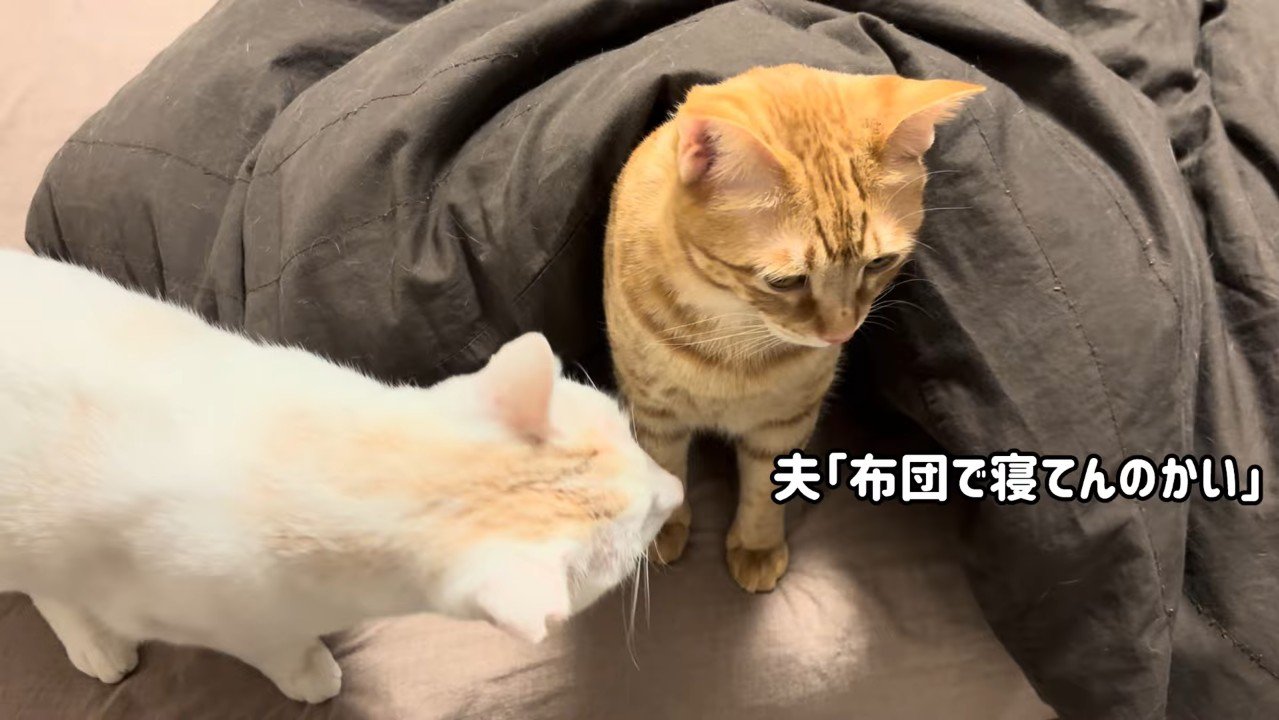 布団で寝てんのかい