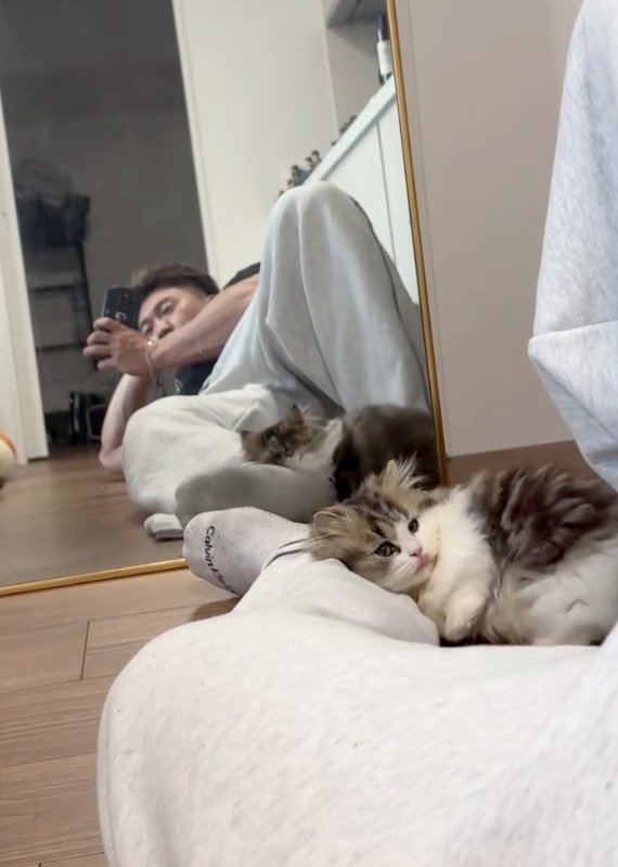 寝転がる猫