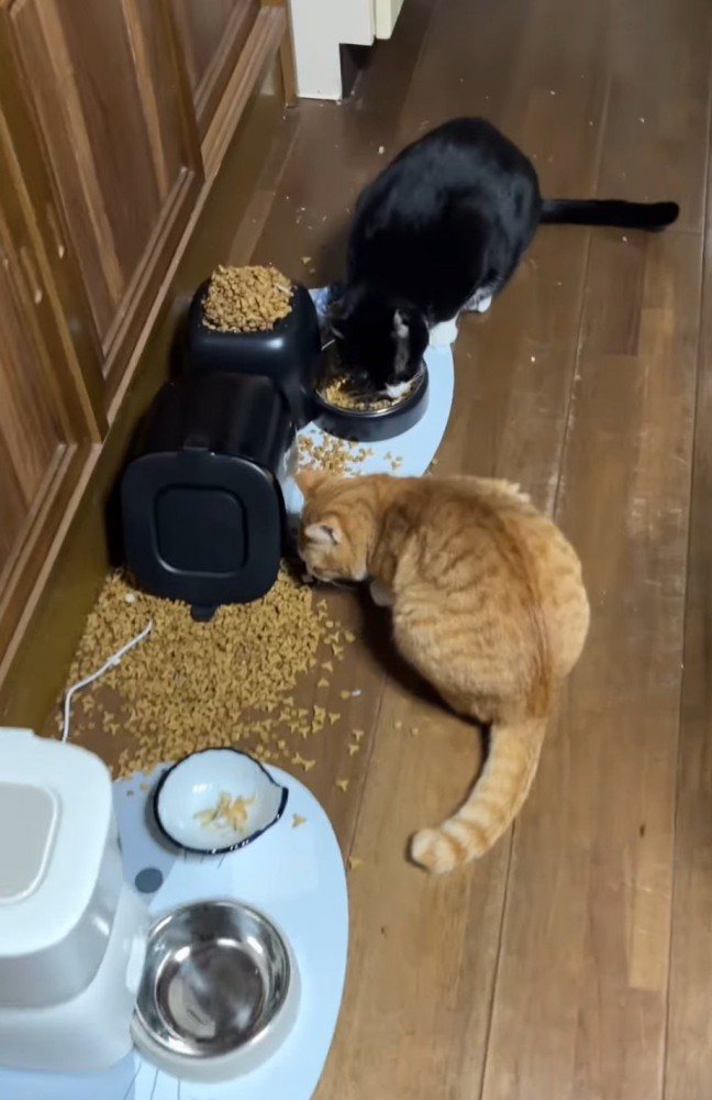 床に散らばったごはんを食べる猫たち