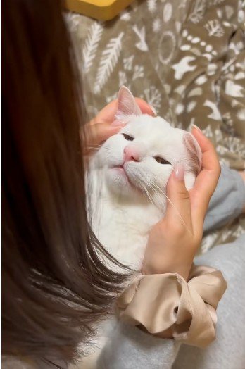 人に抱かれている猫