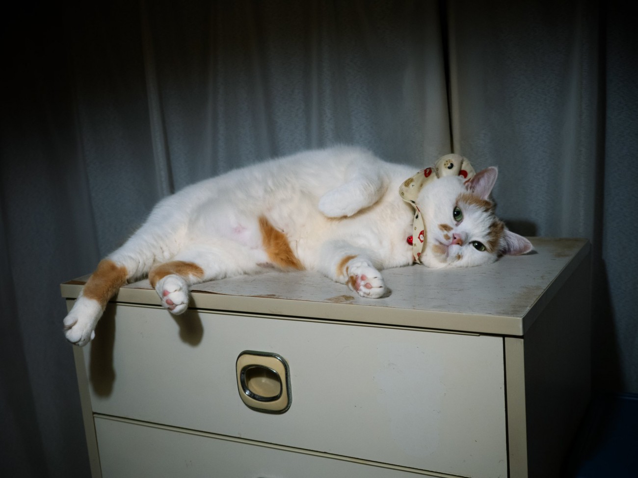 タンスの上で寝転がる猫