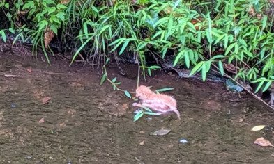 用水路に落ちている子猫