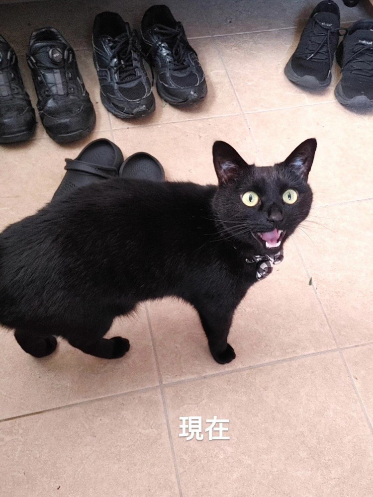 鳴いている猫