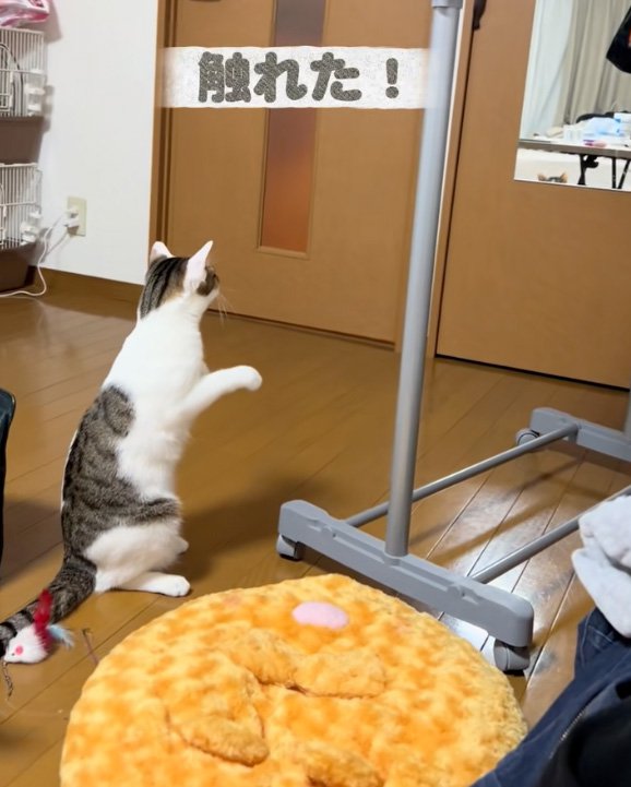 放心の猫