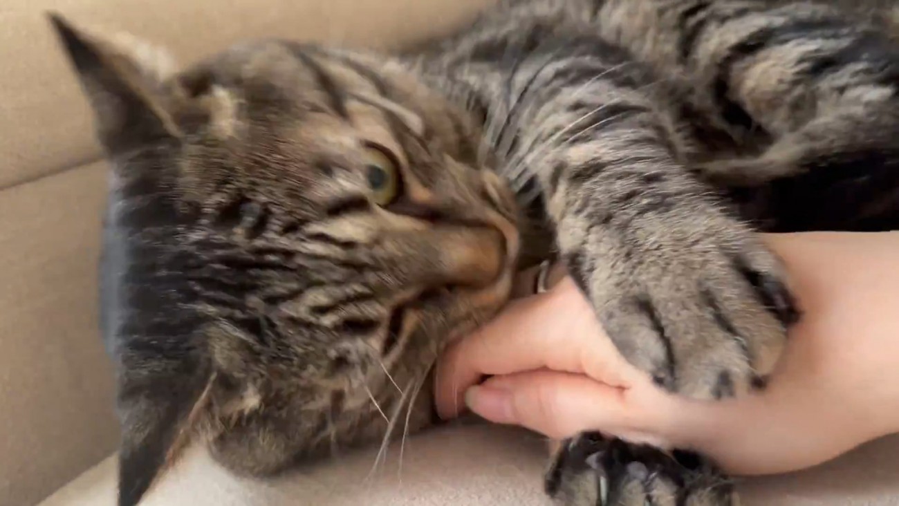 人の手を前足で挟む猫