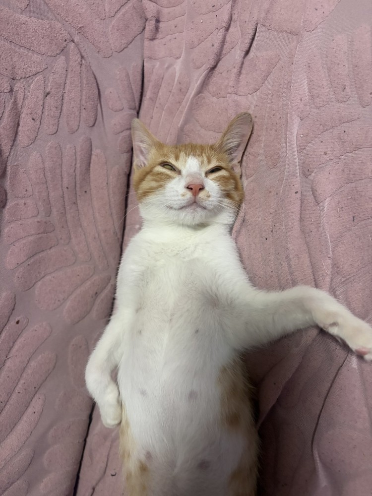 仰向けで寝ている猫