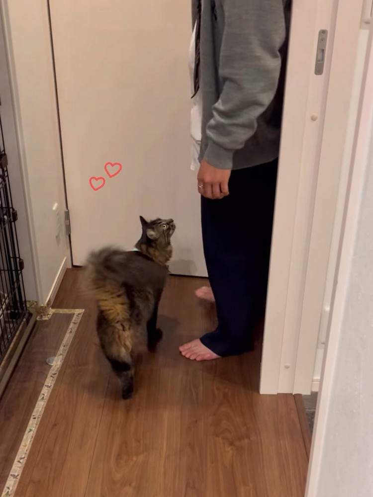 人を見つめる猫