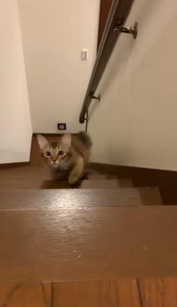 階段をのぼってくる猫5