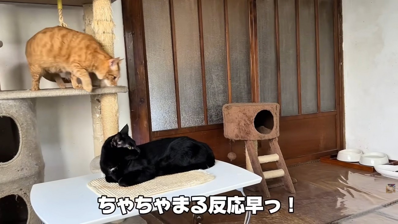 テロップ「ちゃちゃまる反応早っ！」