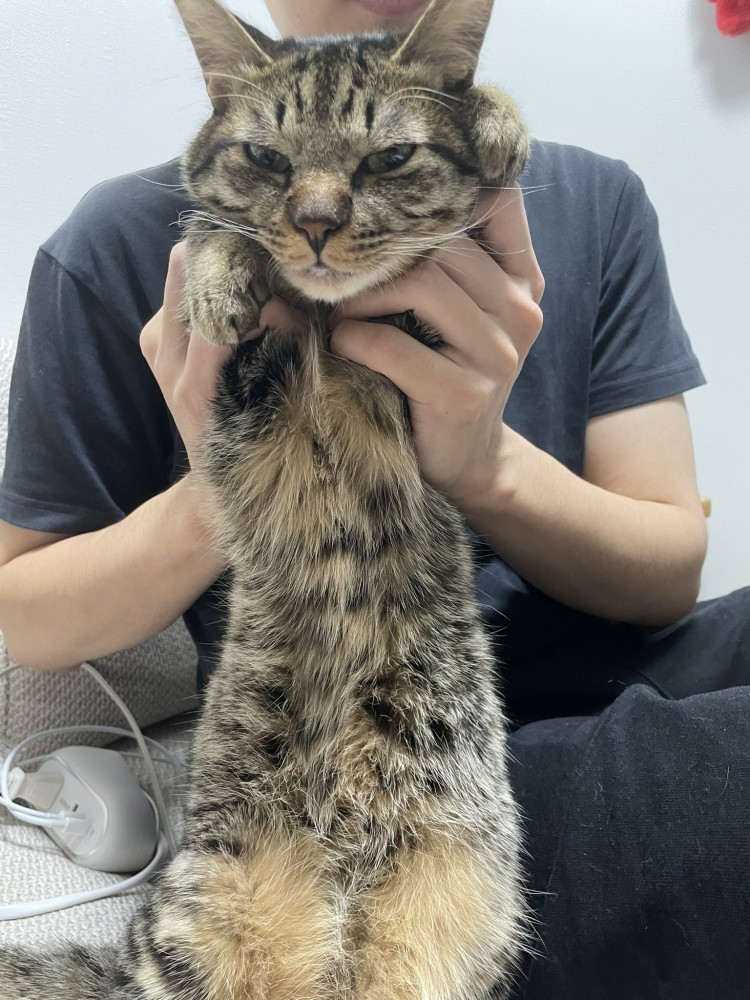 飼い主に抱き上げられて目を細める猫