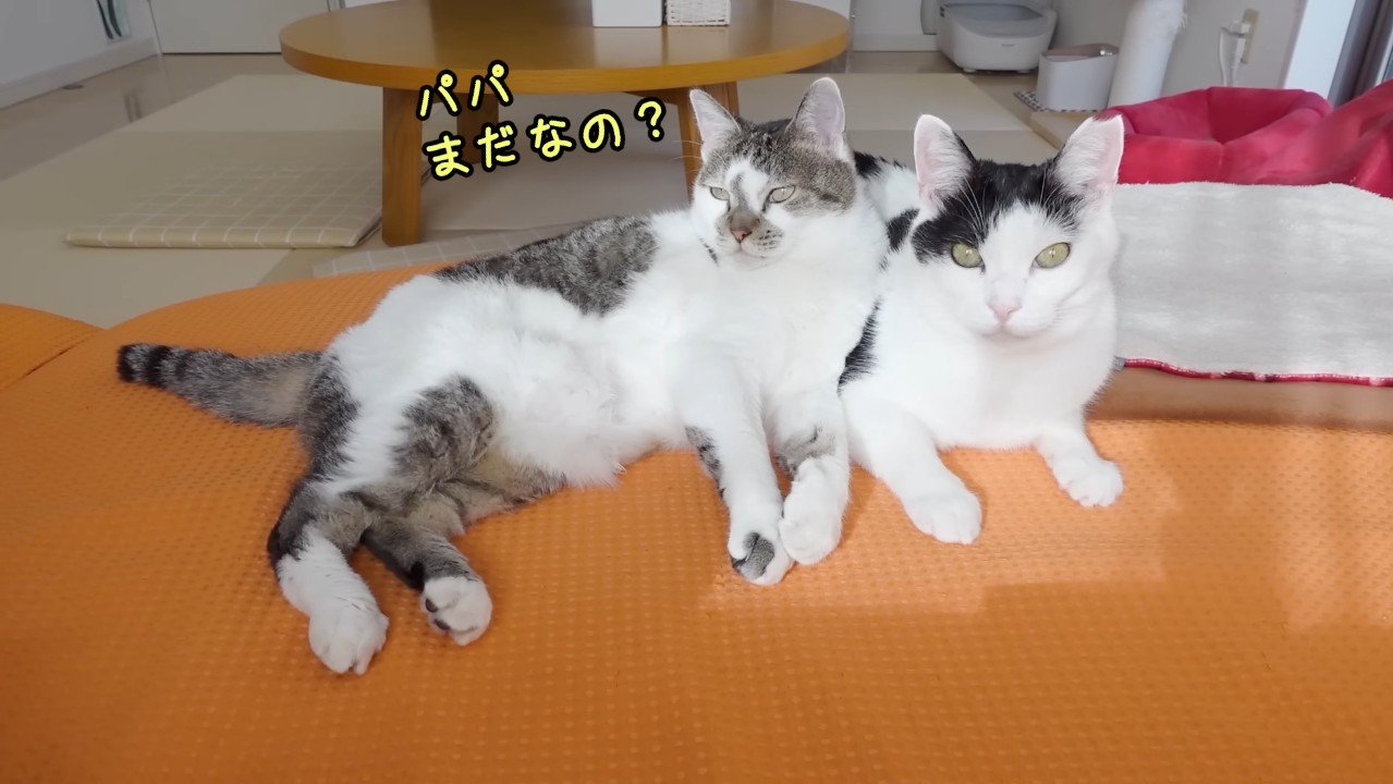 パパまだなの？