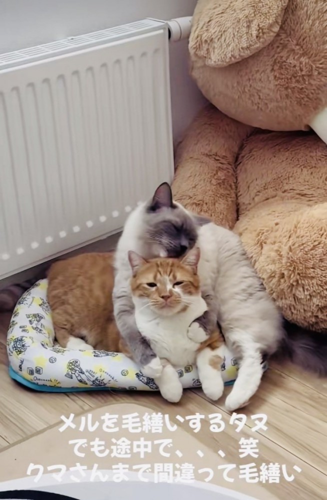 マンチカンを毛繕いするラグドール