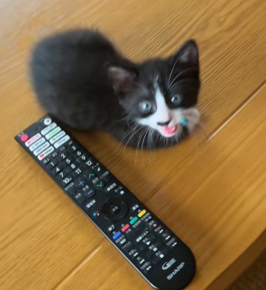 前脚を丸めながらカメラ目線で鳴く猫