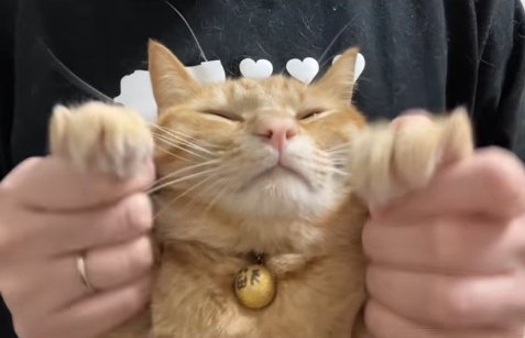 保護主に顔の真横で両前足を持たれ目をつむっている茶トラ猫