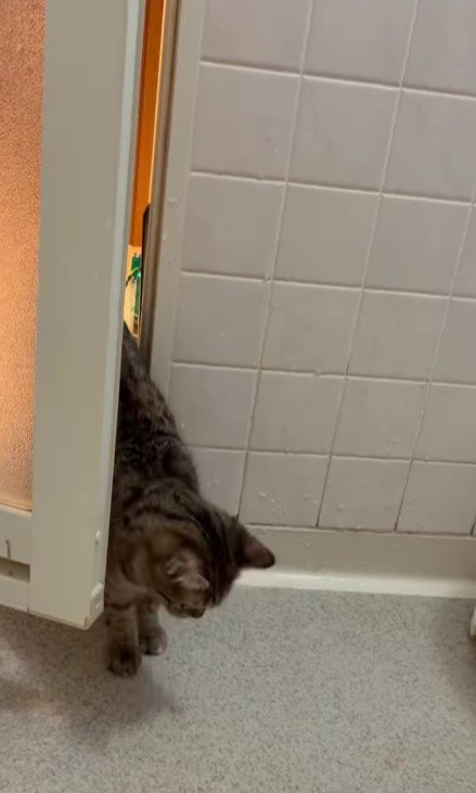 お風呂場に入ってくる猫
