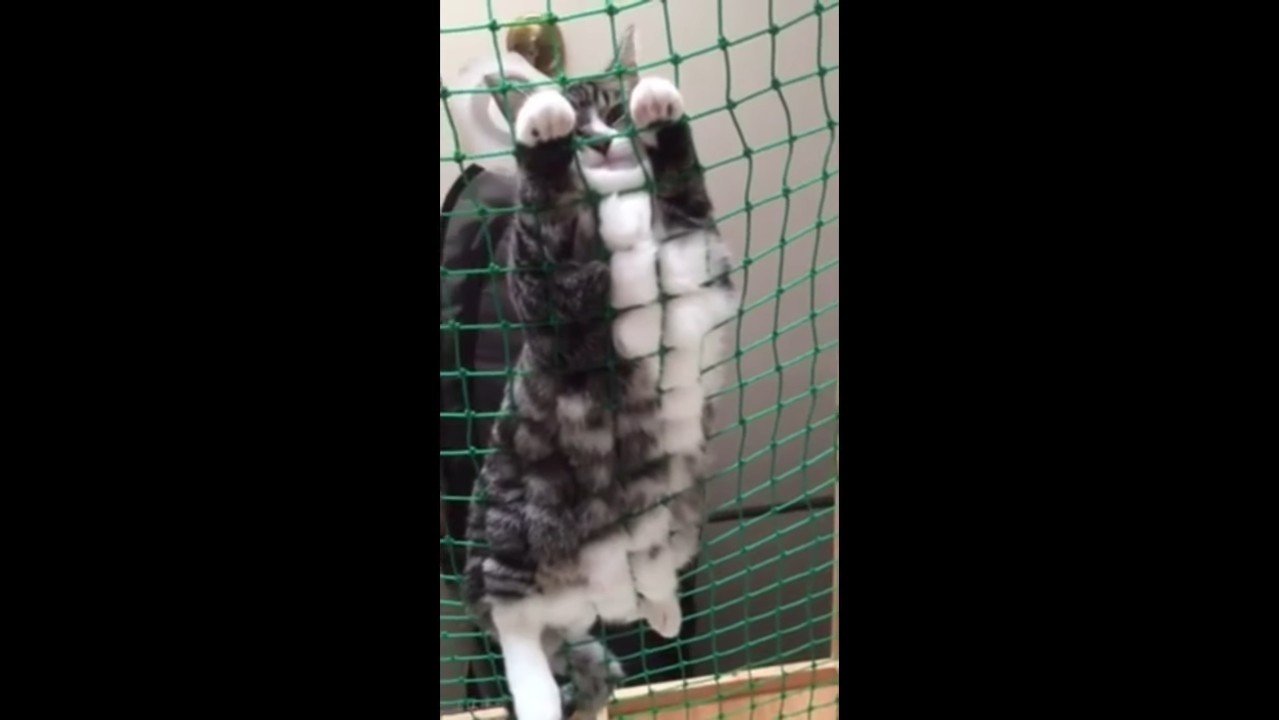 こちらを見るはなちゃん