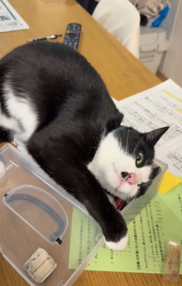文房具入れに顔を擦り付ける猫