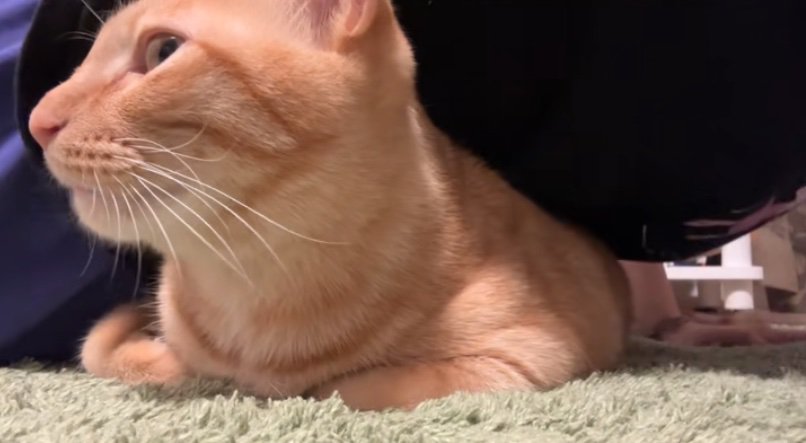 少し目を細める猫