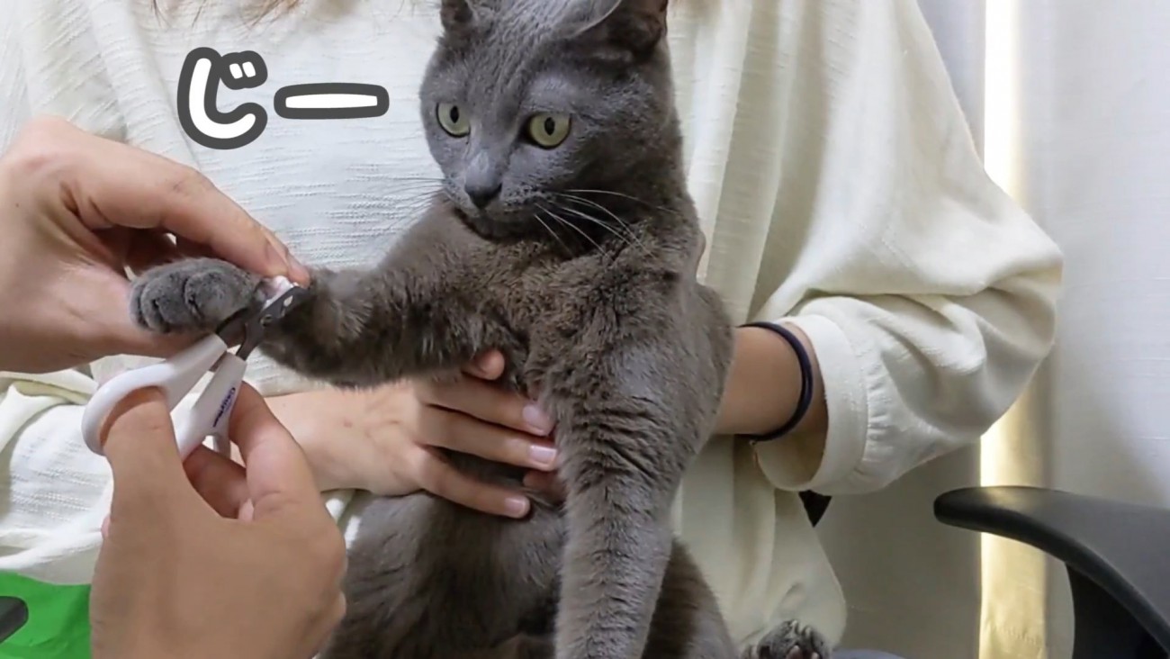 爪を切られる様子を見る猫