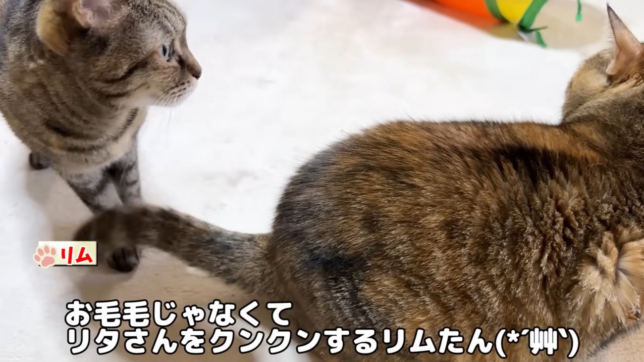 テロップ「お毛毛じゃなくて～」